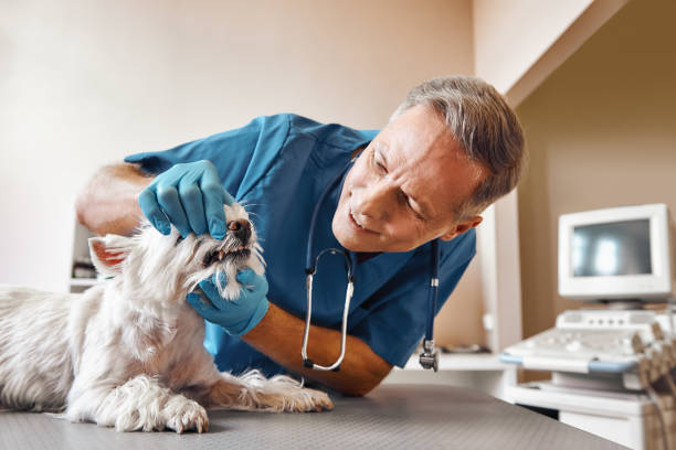 Best Broken or Chipped Tooth Repair in Decherd, TN